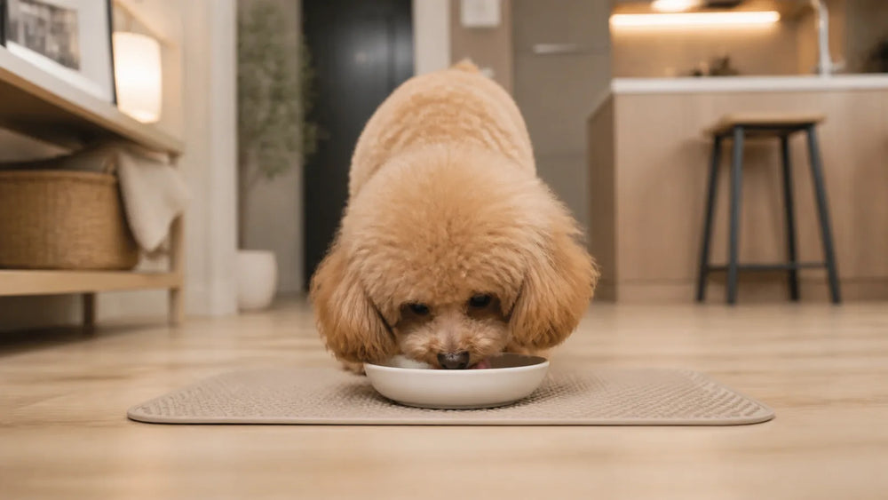 Small Dog Enrichment: Size the Challenge, Not the Fun