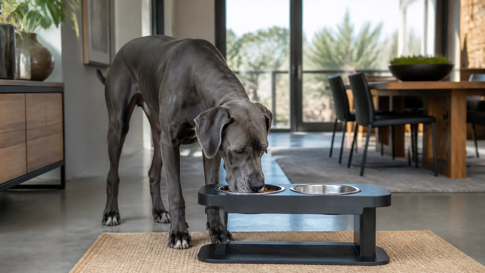 Enrichment for Large Dogs: Stable Setups That Fit